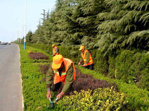 大树移植价格优选商家